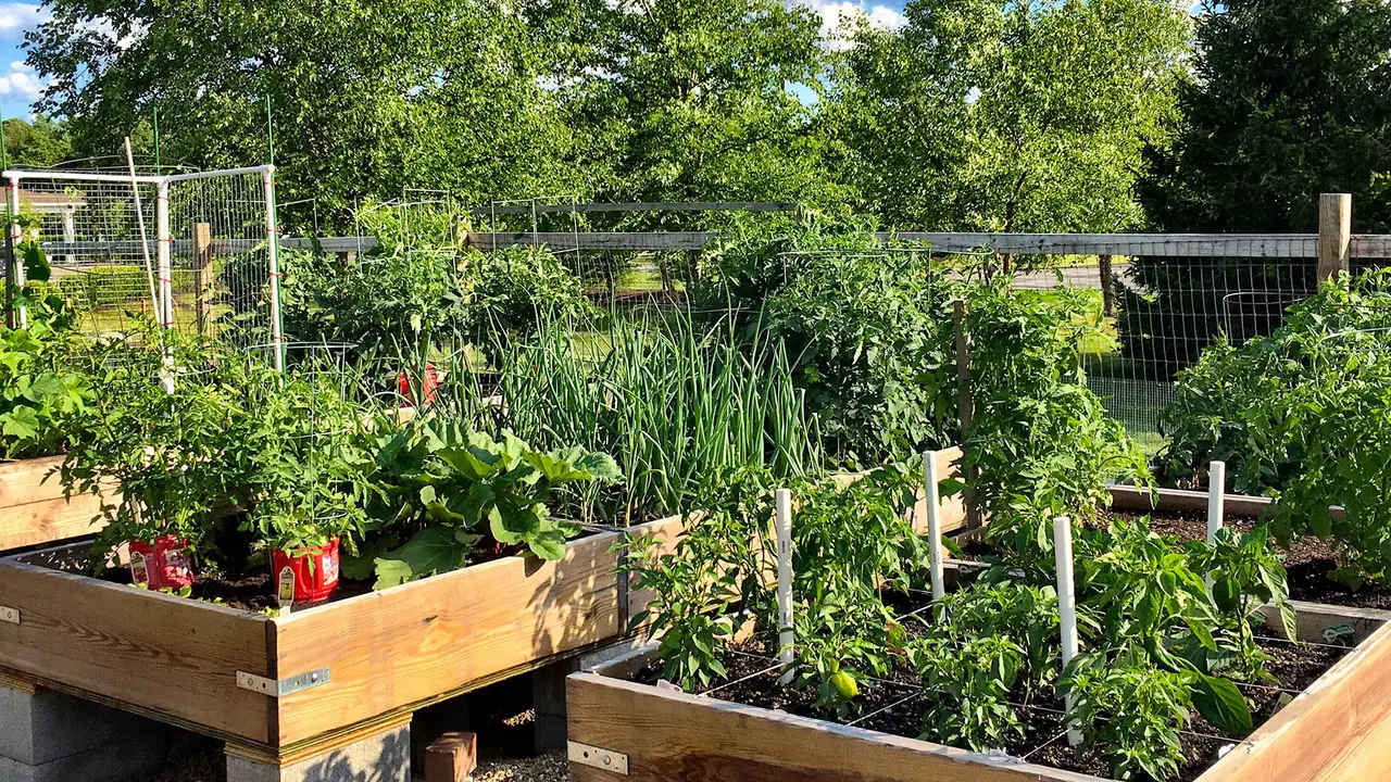 Huerta en canteros de madera con tomates, cebollas y aromáticas