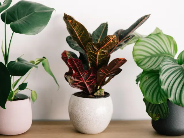 Plantas para interior