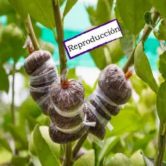 Propagación