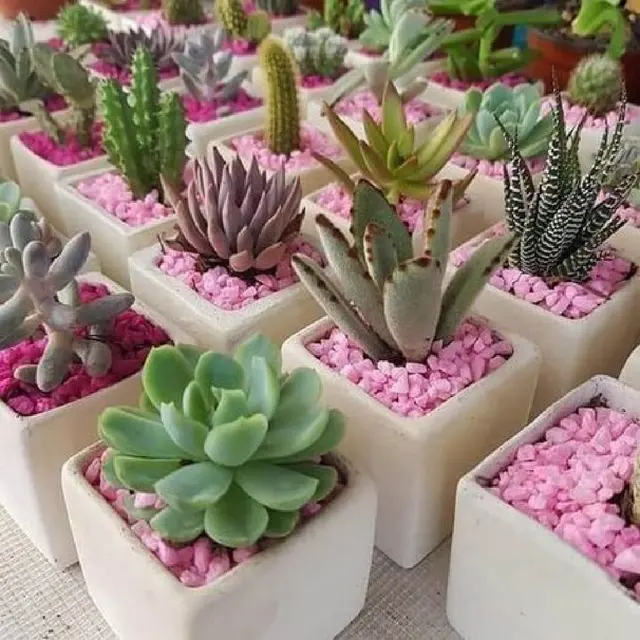 Cactus y Suculentas