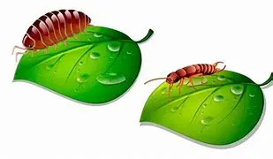 Sanidad vegetal