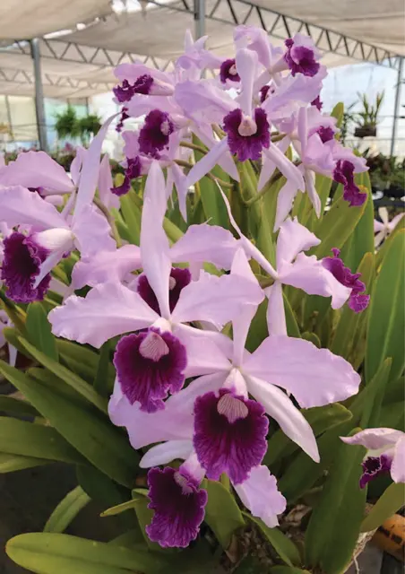 Cultivo de Orquídeas