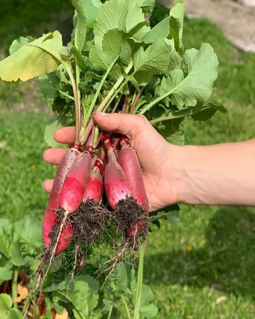 Huerta y Aromáticas