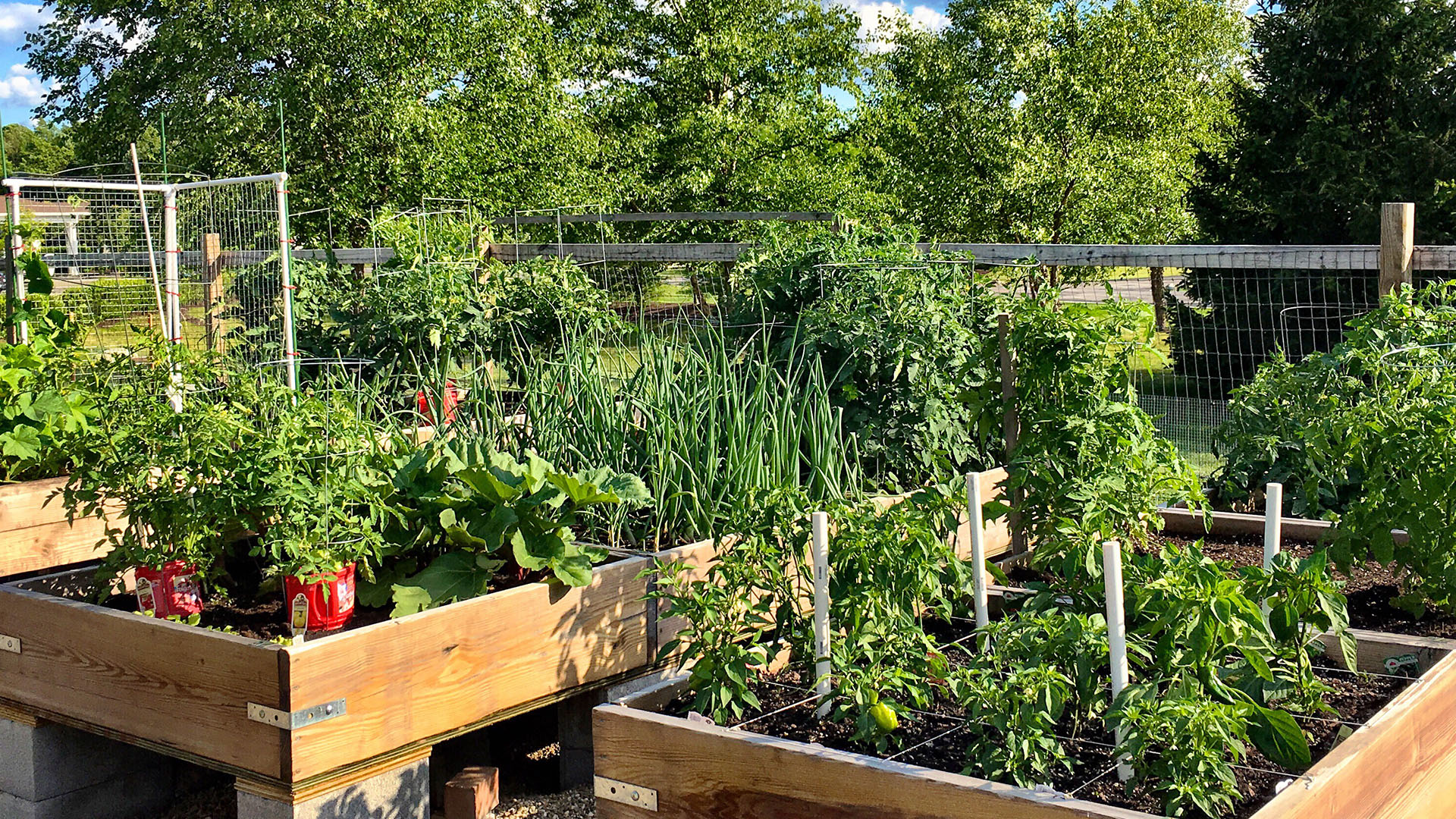 Curso Huerta y Aromáticas