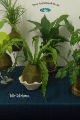 Kokedamas