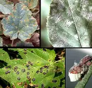 Sanidad Vegetal